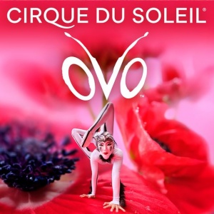 Zažite návrat predstavenia „Ovo“ od Cirque du Soleil do Royal Albert Hall so zvýhodnenými balíkmi s prestávkou na ceste autobusom