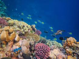 כיצד יוזמת SEA OF STARS של W Maldives מעצבת את שימור שוניות האלמוגים ותיירות בת-קיימא כיצד יוזמת SEA OF STARS של W Maldives מעצבת את שימור שוניות האלמוגים ותיירות בת-קיימא