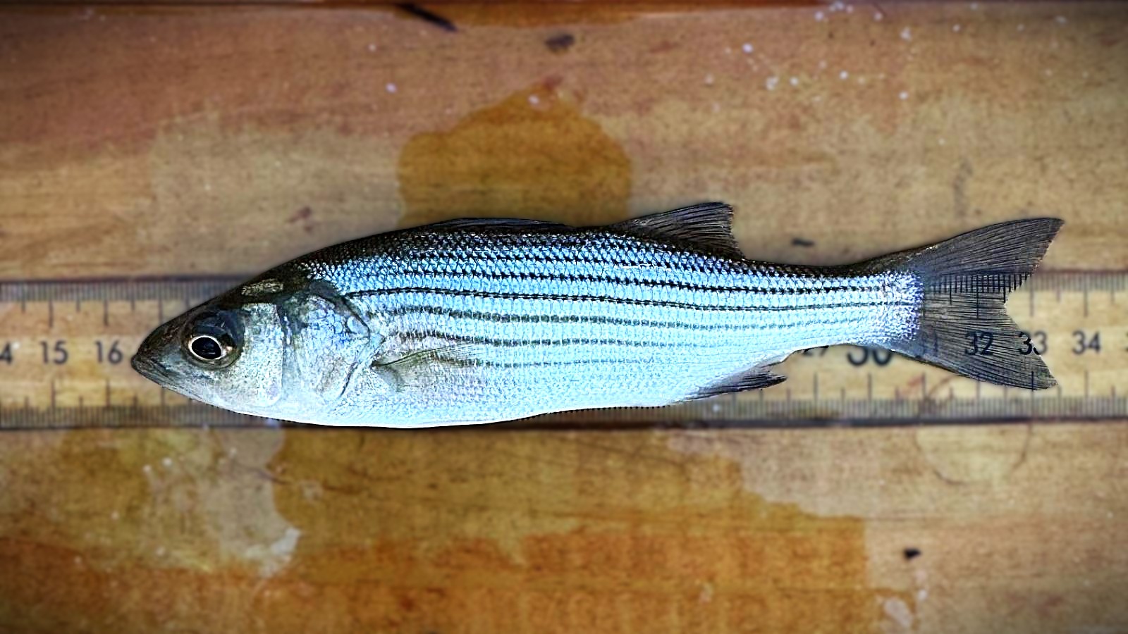 Ọ̀pá Ìbọn Hudson River Striped Bass Spawn Kúkurú àti Ipa Rẹ̀ lórí àwọn Apẹja, Charter àti Ìṣenilómìnira Etíkun