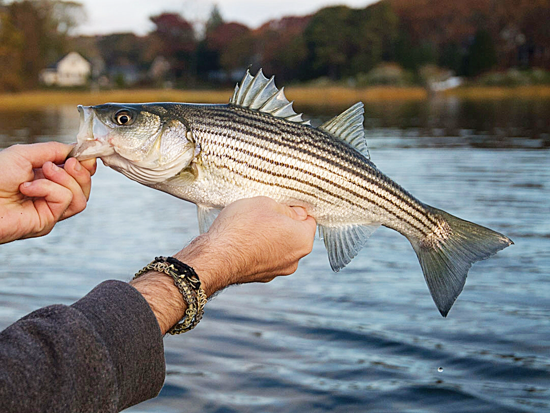 Nte ha ebe oyi na-atụ n'oge oyi nwere ike isi metụta ịbanye ịkụ azụ̀ striped bass na Chesapeake Bay na njem nlegharị anya mpaghara
