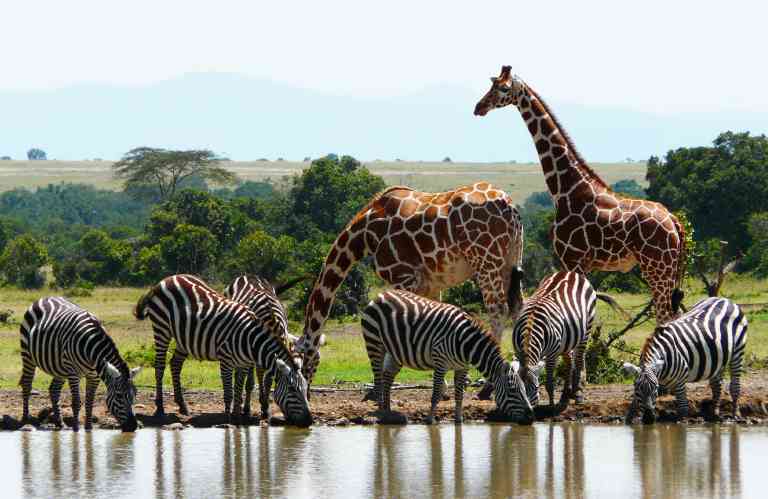 Ọnụ ego njem na-arị elu nke ngalaba ọha na eze Kenya yana mmetụta ya na njem nlegharị anya Ọnụ ego njem na-arị elu nke ngalaba ọha na eze Kenya yana mmetụta ya na njem nlegharị anya