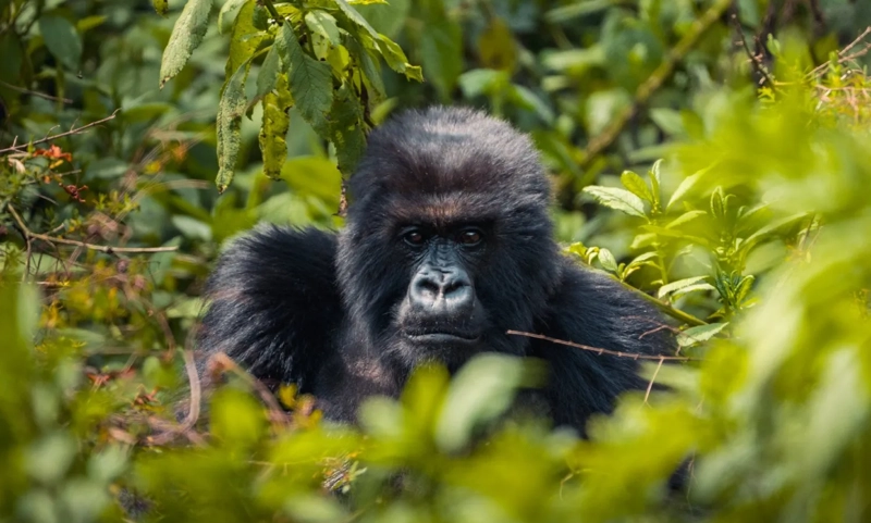 Rwandský sektor cestovného ruchu dosahuje v roku 2024 bezprecedentný rast