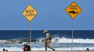 Rara awọn eti okun Northern Sydney lẹhin ọpọlọpọ awọn ipade ẹja, ohun ti awọn aririn ajo nilo lati mọ Rara awọn eti okun Northern Sydney lẹhin ọpọlọpọ awọn ipade ẹja, ohun ti awọn aririn ajo nilo lati mọ