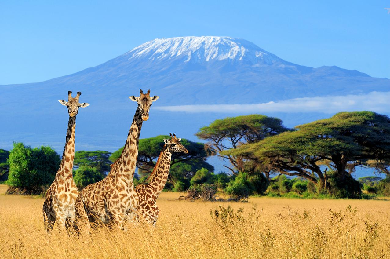 Kuchunguza Tanzania: Nchi ya Safari Isiyo na Mpinzani kwa Ajili ya Tukio Lako Lijalo