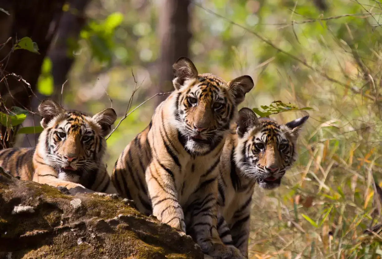 Pochopenie uzavretia rezervácie Sundarbans pre tigre a jeho vplyv na cestovný ruch